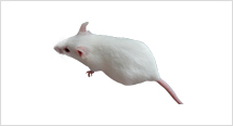 ICR